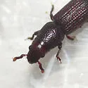Rhyncolus discors - photo 3