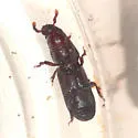 Rhyncolus discors - photo 4