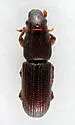 Rhyncolus discors - photo 5