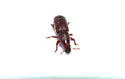 Rhyncolus macrops - photo 2
