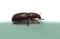 Rhyncolus macrops - photo 3