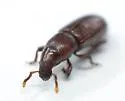Rhyncolus macrops - photo 5