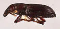 Rhyncolus minor - photo 2