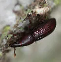 Rhyncolus minor - photo 4