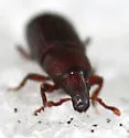 Rhyncolus minor - photo 5