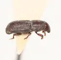 Rhyncolus spretus - photo 2