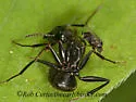 Rhyncophoromyia conica