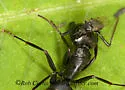 Rhyncophoromyia conica - photo 2
