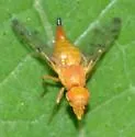 Rhynencina longirostris