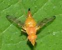 Rhynencina longirostris - photo 2