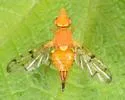Rhynencina longirostris - photo 3