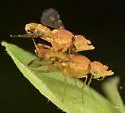 Rhynencina longirostris - photo 4