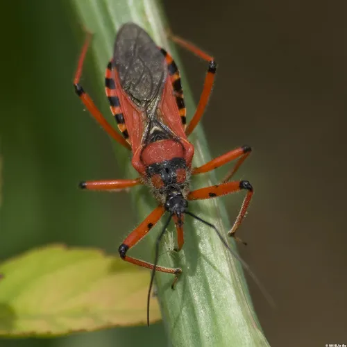 Rhynocoris iracundus