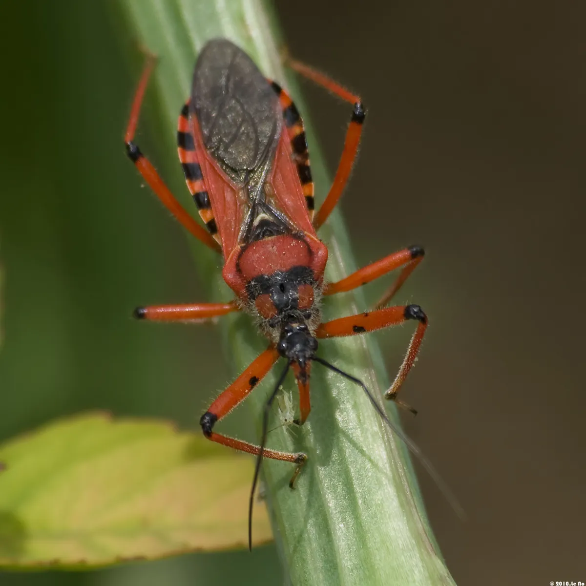 Rhynocoris iracundus - photo 3