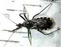 Rhynocoris leucospilus
