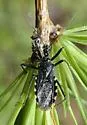 Rhynocoris leucospilus - photo 2