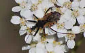 Rhynocoris ventralis - Rhynocoris ventralis