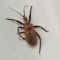 Rhynocoris ventralis - photo 2