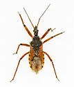 Rhynocoris ventralis - photo 3