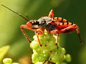 Rhynocoris ventralis - photo 4