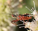 Rhynocoris ventralis - photo 5