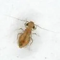 Rhyopsocus bentonae - photo 2