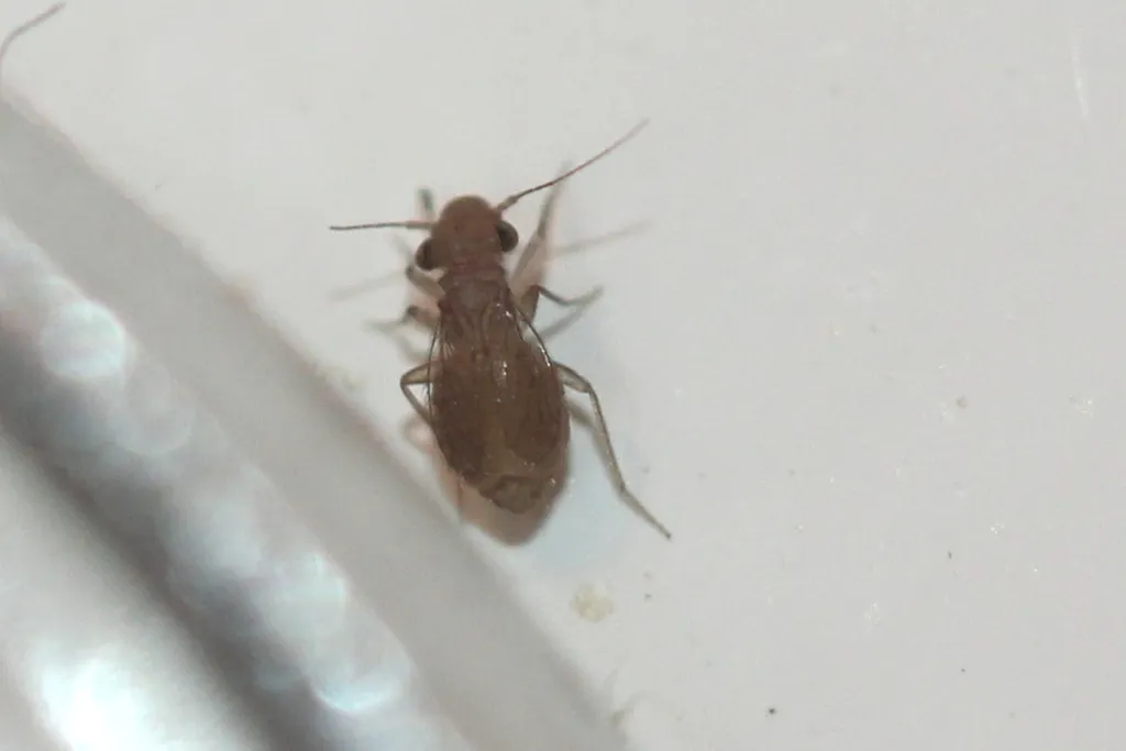Rhyopsocus eclipticus