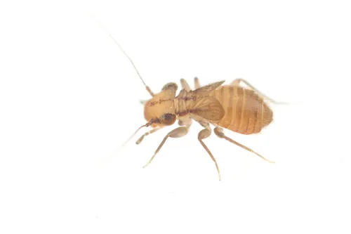 Rhyopsocus quercus - photo 3