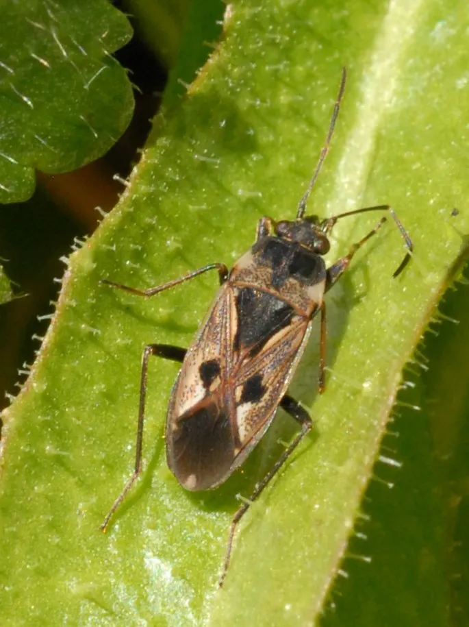 Dirt-colored Seed Bugs - photo 2