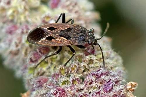 black-spotted groundbug