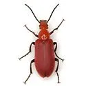 Rhyphonemognatha rufa - photo 2