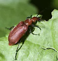 Rhyphonemognatha rufa - photo 3