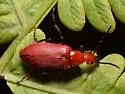 Rhyphonemognatha rufa - photo 4