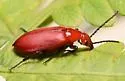 Rhyphonemognatha rufa - photo 5