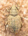 Rhypodillus brevicollis - photo 2