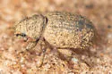 Rhypodillus brevicollis - photo 3