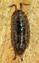 Rhyscotus texensis