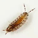 Rhyscotus texensis - photo 2