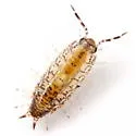 Rhyscotus texensis - photo 3