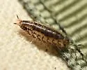 Rhyscotus texensis - photo 4