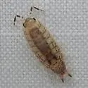 Rhyscotus texensis - photo 5