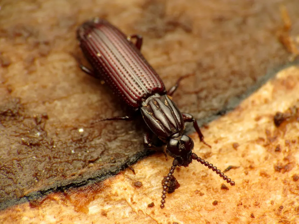 Wrinkled Bark Beetles - photo 2
