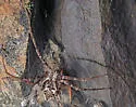 Rhysodromus alascensis