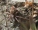 Rhysodromus alascensis - photo 2