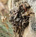 Rhysodromus alascensis - photo 3
