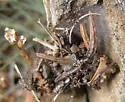 Rhysodromus alascensis - photo 4