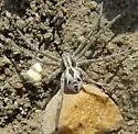 Rhysodromus histrio - photo 2