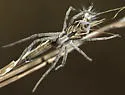 Rhysodromus histrio - photo 3