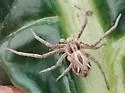Rhysodromus histrio - photo 4