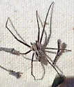 Rhysodromus histrio - photo 5